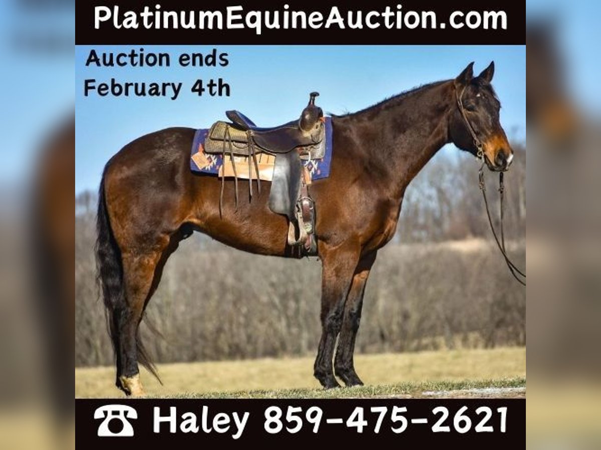 Quarter horse américain Hongre 7 Ans Bai cerise in Ewing KY