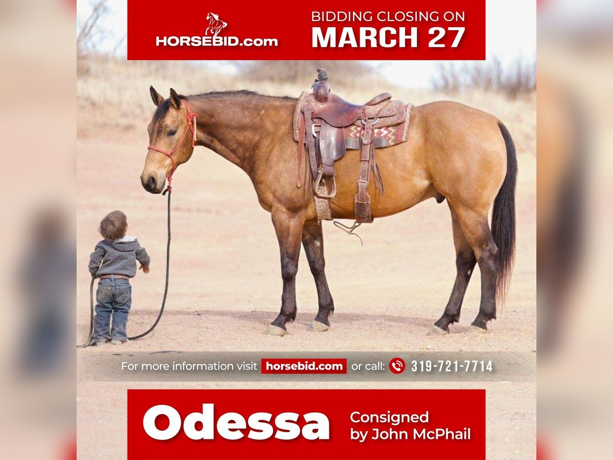 Quarter horse américain Hongre 7 Ans Buckskin in Canyon, TX