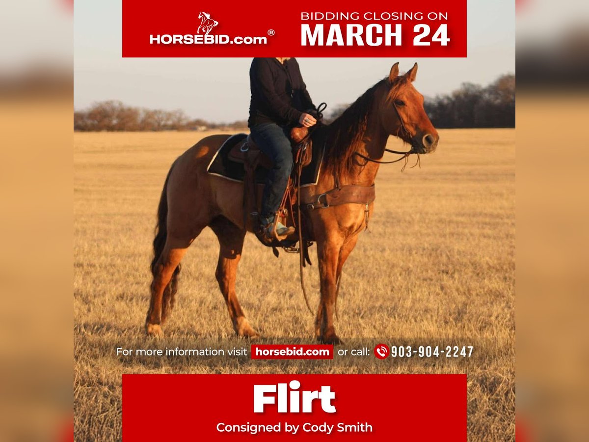 Quarter horse américain Hongre 7 Ans Isabelle in Stephenville, TX