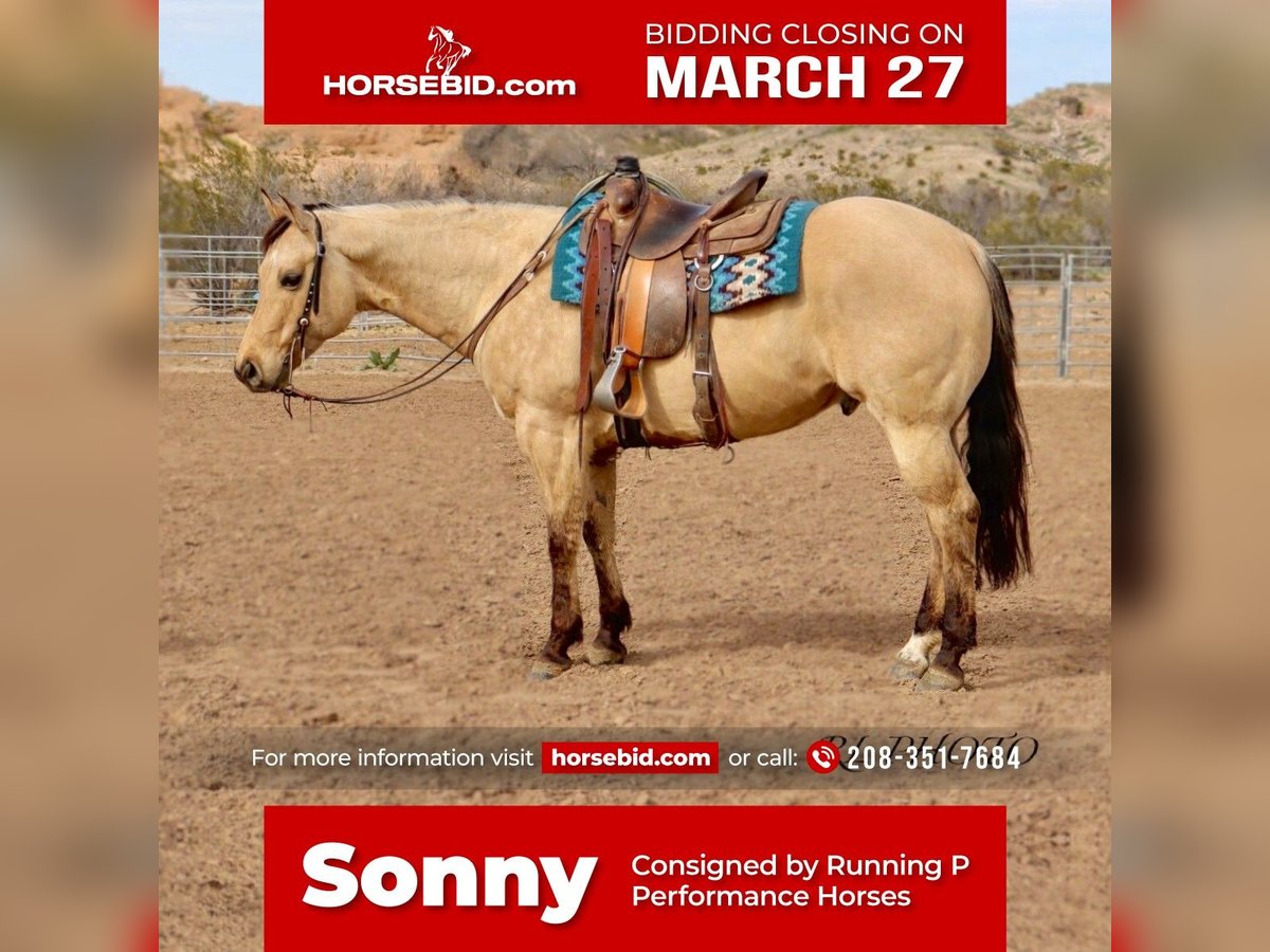 Quarter horse américain Hongre 7 Ans Isabelle in Congress, AZ