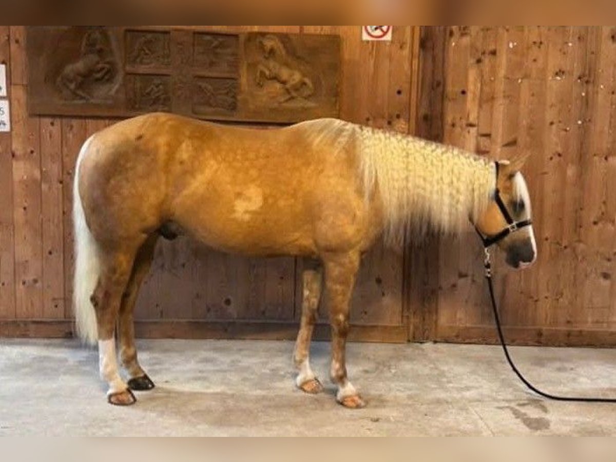 Quarter horse américain Hongre 7 Ans Palomino in Laghetti