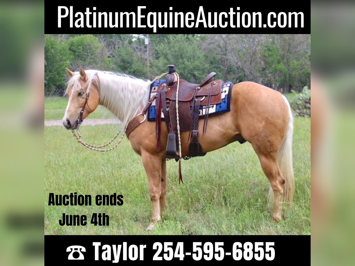 Quarter horse américain Hongre 7 Ans Palomino in Morgan MIll TX