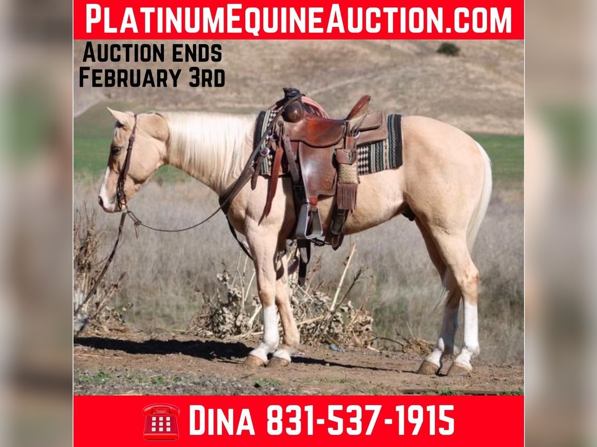 Quarter horse américain Hongre 7 Ans Palomino in Paicines CA