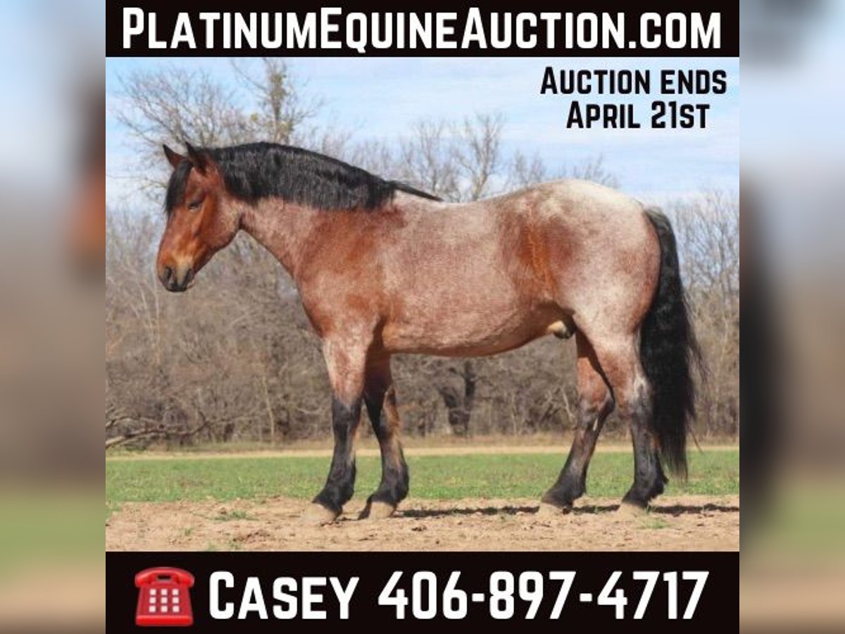 Quarter horse américain Hongre 7 Ans Roan-Bay in Graham TX