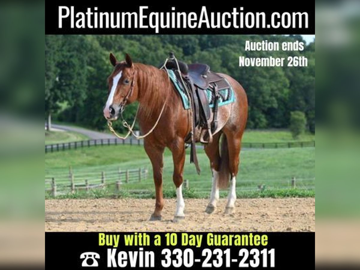 Quarter horse américain Hongre 7 Ans Rouan Rouge in Jackson, OH