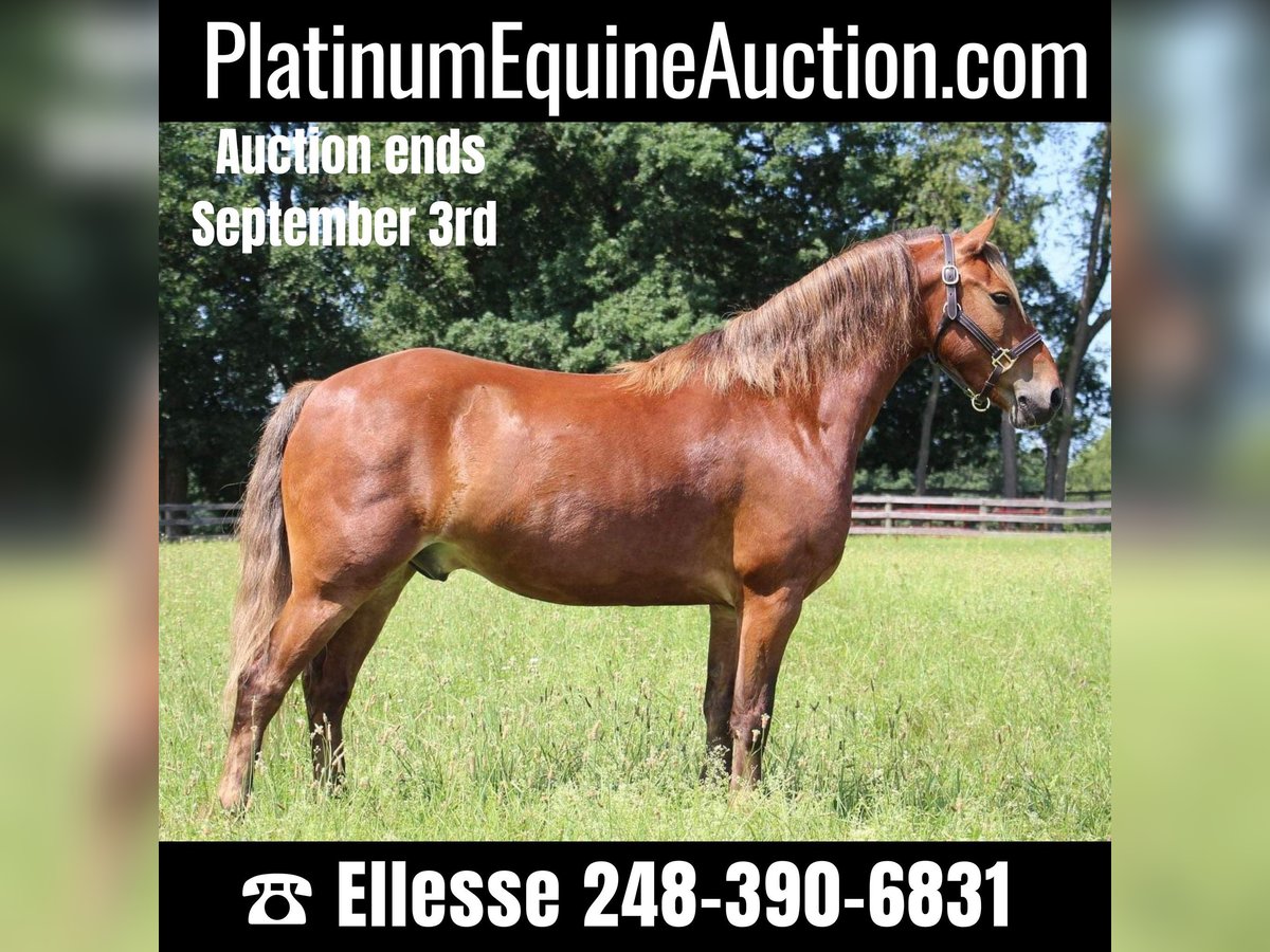 Quarter horse américain Hongre 8 Ans 137 cm Bai in HIGHLAND, MI