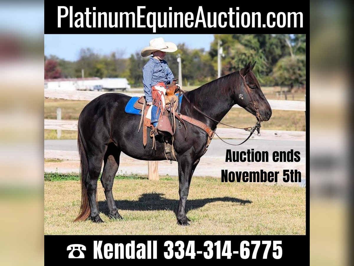 Quarter horse américain Hongre 8 Ans 142 cm Noir in Huntland TN