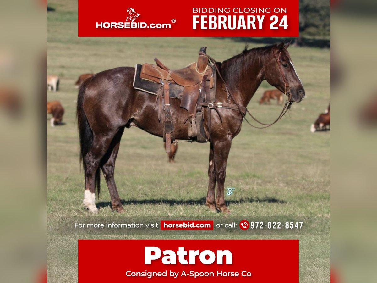 Quarter horse américain Hongre 8 Ans 147 cm Alezan brûlé in Kaufman, TX