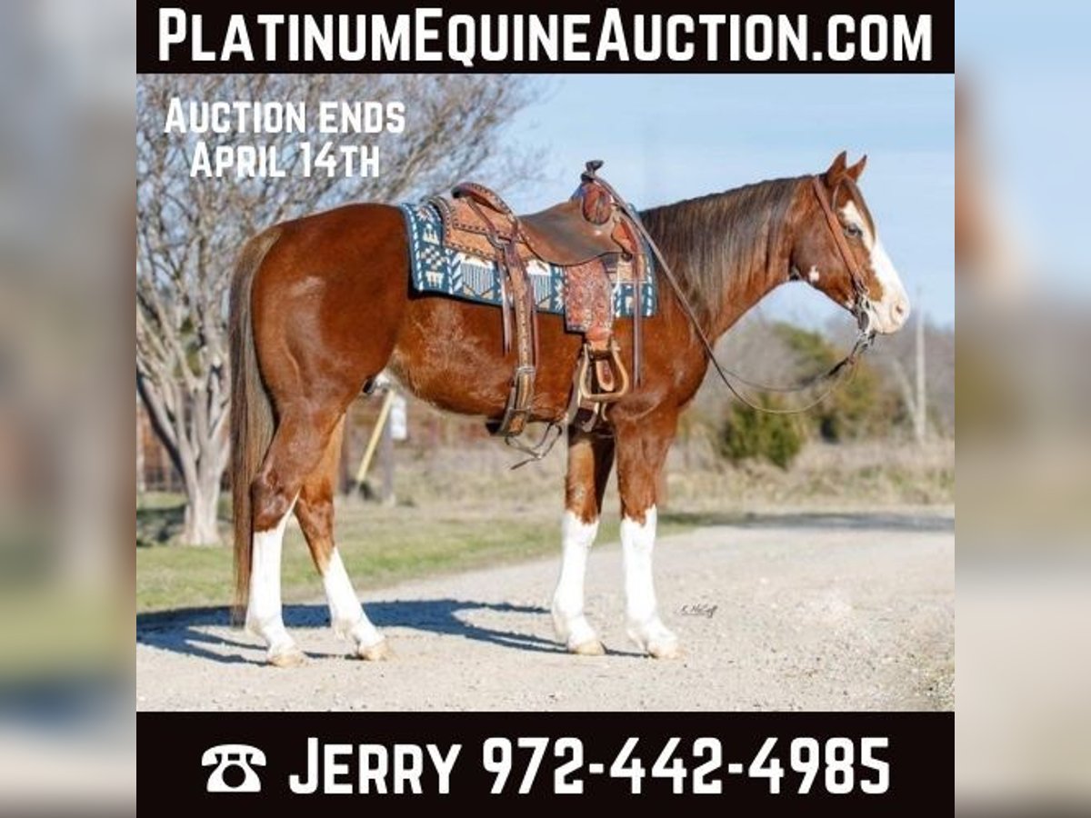 Quarter horse américain Hongre 8 Ans 147 cm Alezan brûlé in SAVOY, TX