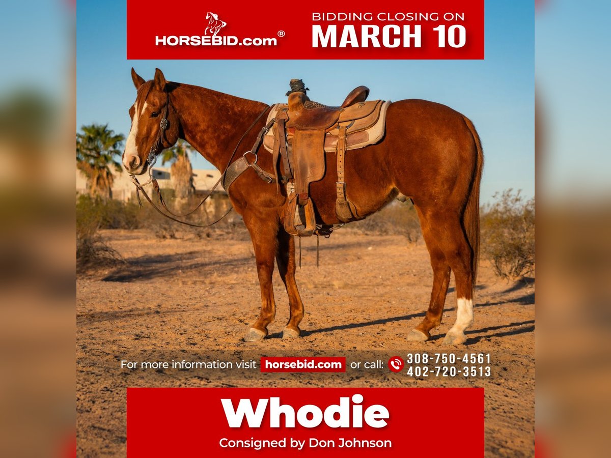 Quarter horse américain Hongre 8 Ans 147 cm Alezan cuivré in Wittmann, AZ