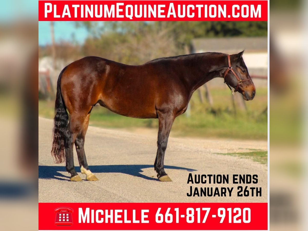 Quarter horse américain Hongre 8 Ans 147 cm Bai cerise in STEPHENVILLE, TX