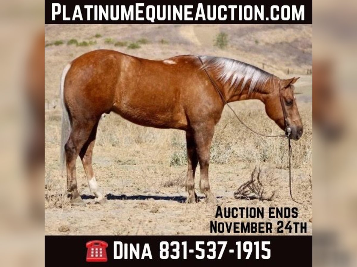 Quarter horse américain Hongre 8 Ans 147 cm Palomino in Paicines CA