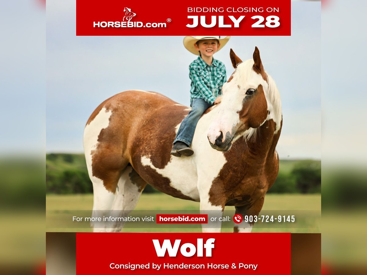 Quarter horse américain Hongre 8 Ans 147 cm Pinto in Elkhart