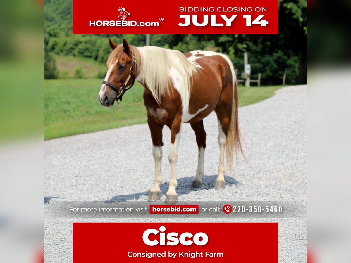 Quarter horse américain Hongre 8 Ans 147 cm in Princeton, KY