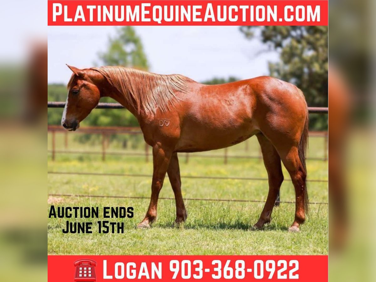 Quarter horse américain Hongre 8 Ans 150 cm Alezan brûlé in Canton TX