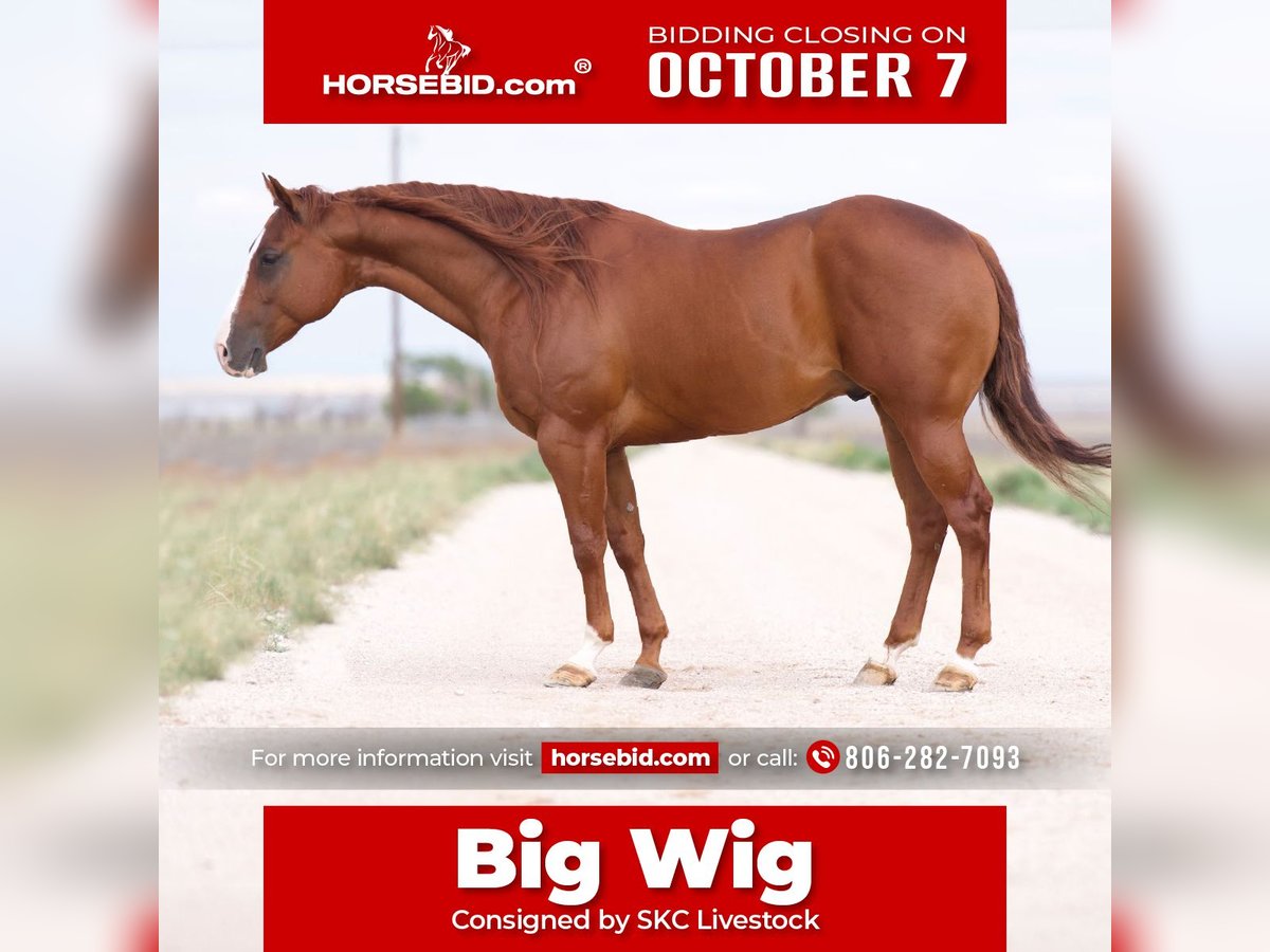 Quarter horse américain Hongre 8 Ans 150 cm Alezan cuivré in Canyon, TX