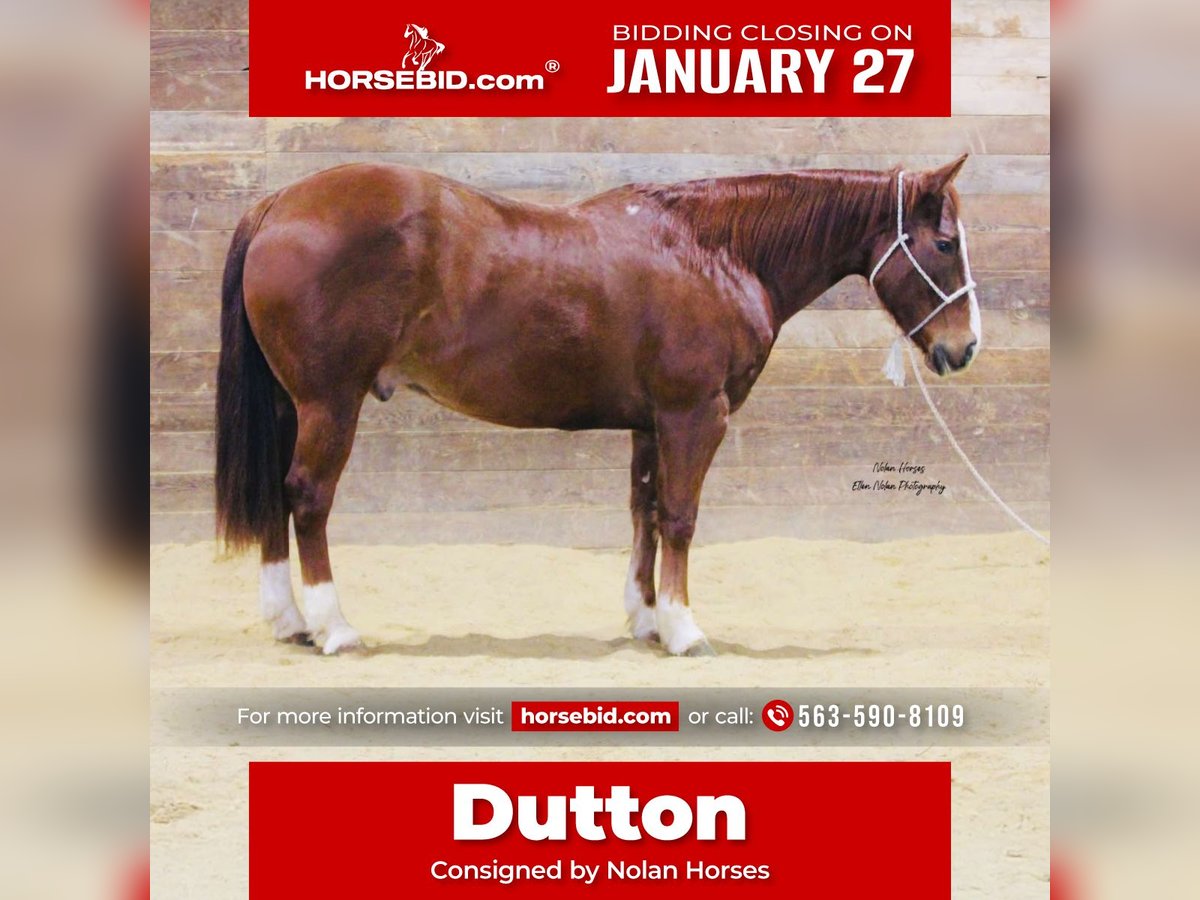 Quarter horse américain Hongre 8 Ans 150 cm Alezan cuivré in Peosta, IA