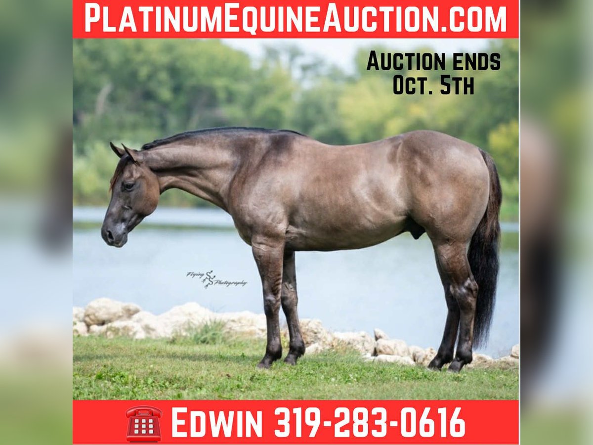 Quarter horse américain Hongre 8 Ans 150 cm Grullo in Fairbank IA