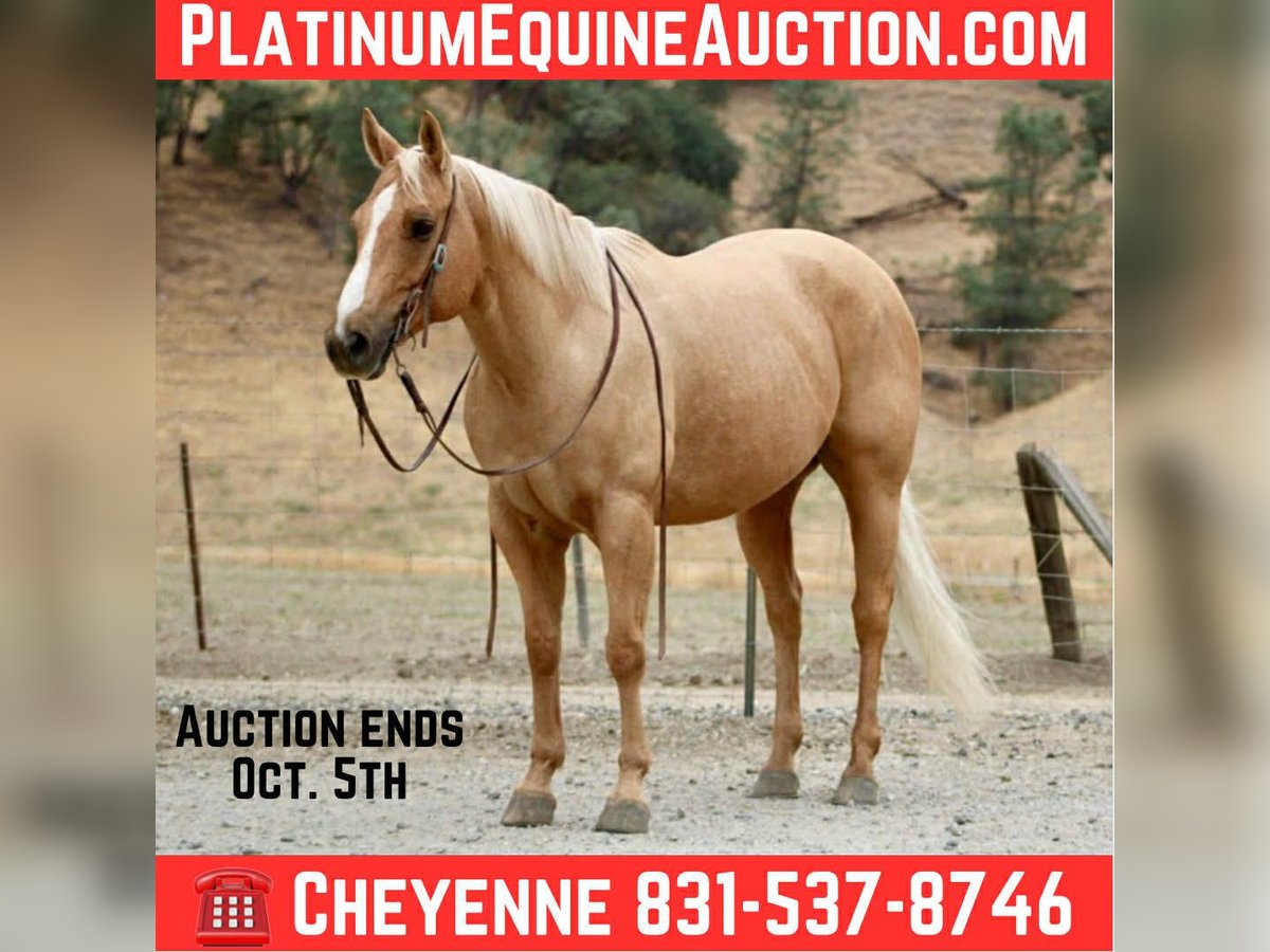 Quarter horse américain Hongre 8 Ans 150 cm Palomino in Bitterwater CA