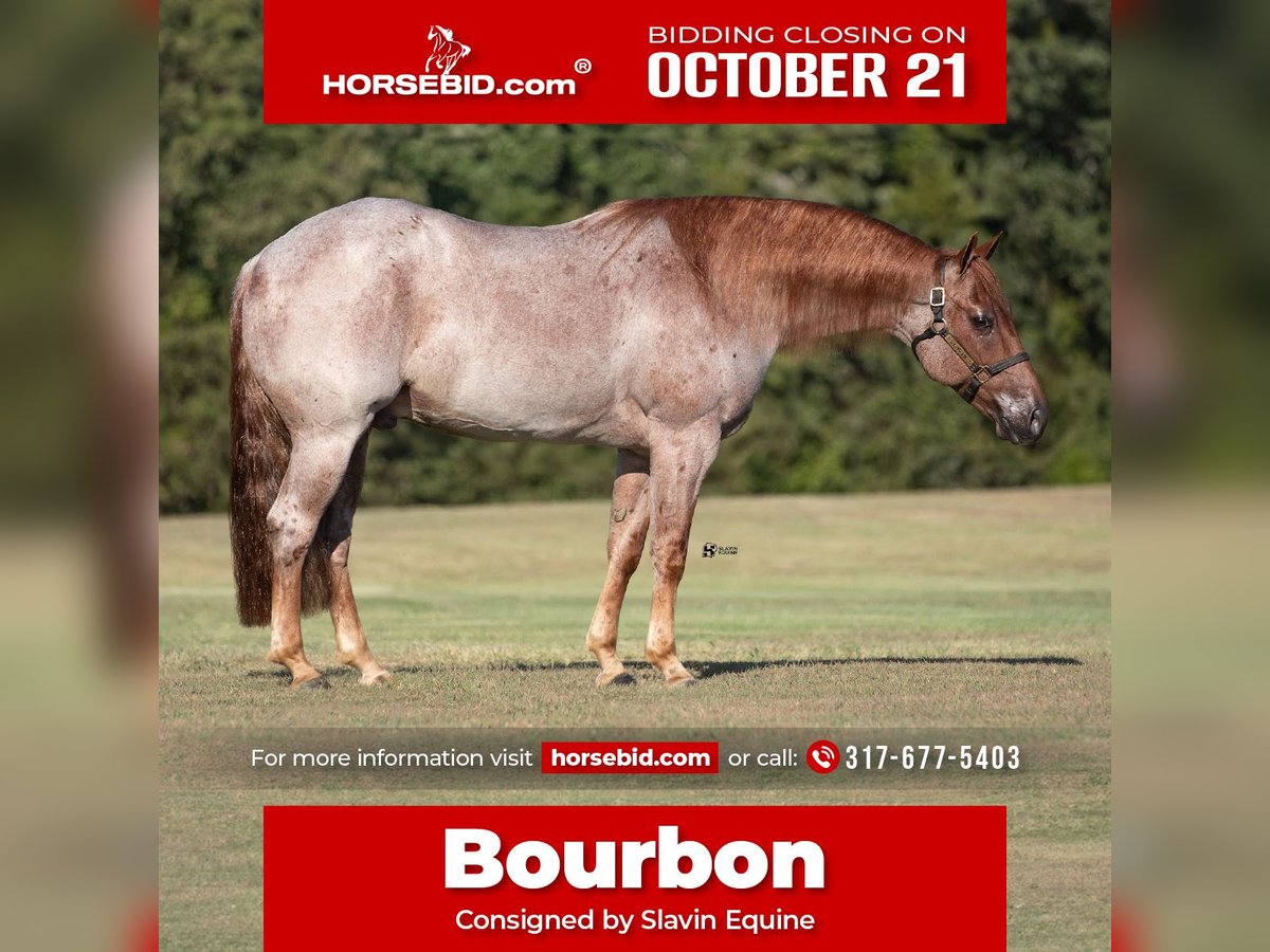 Quarter horse américain Hongre 8 Ans 150 cm Rouan Rouge in Whitesboro, TX