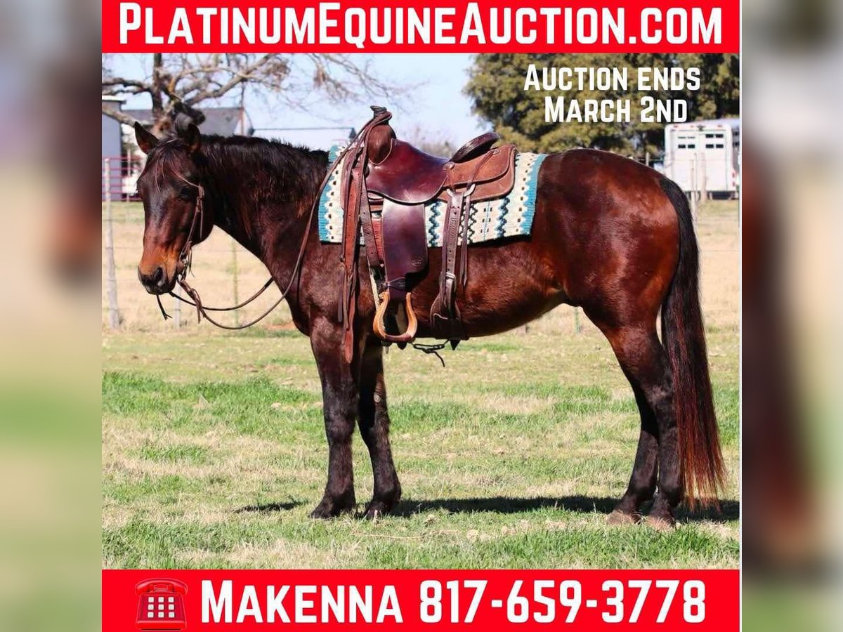 Quarter horse américain Hongre 8 Ans 152 cm Bai cerise in Lipan TX