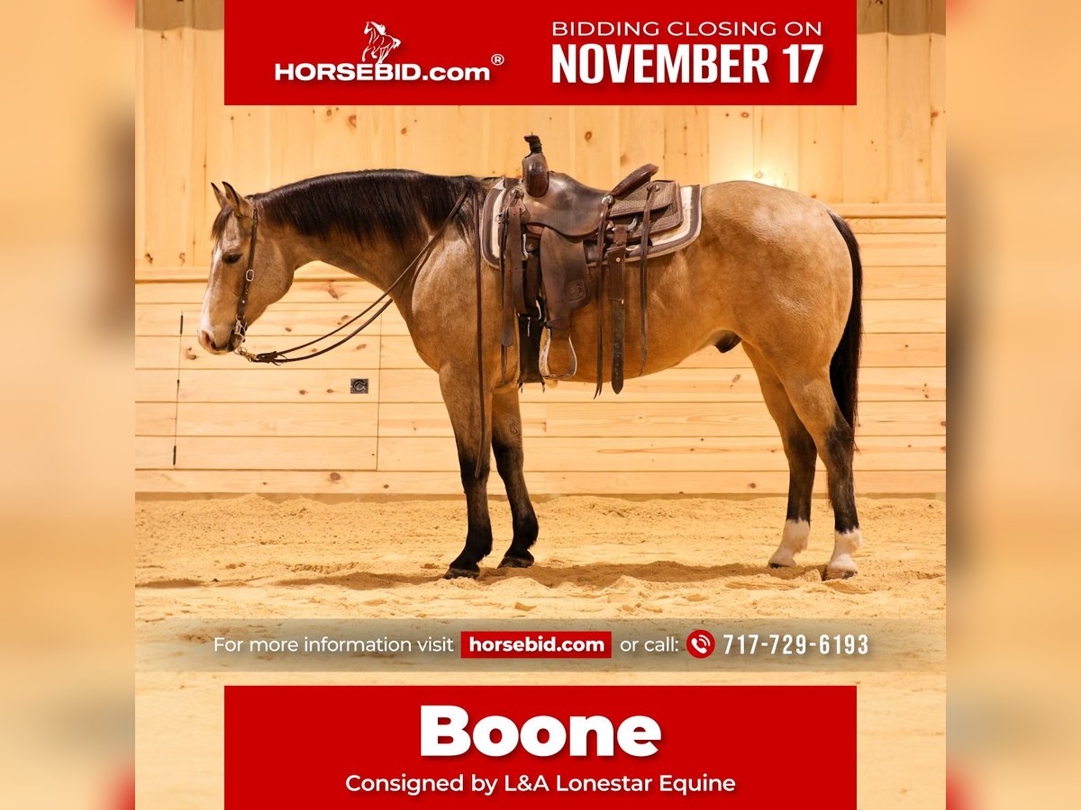 Quarter horse américain Hongre 8 Ans 152 cm Buckskin in Needmore