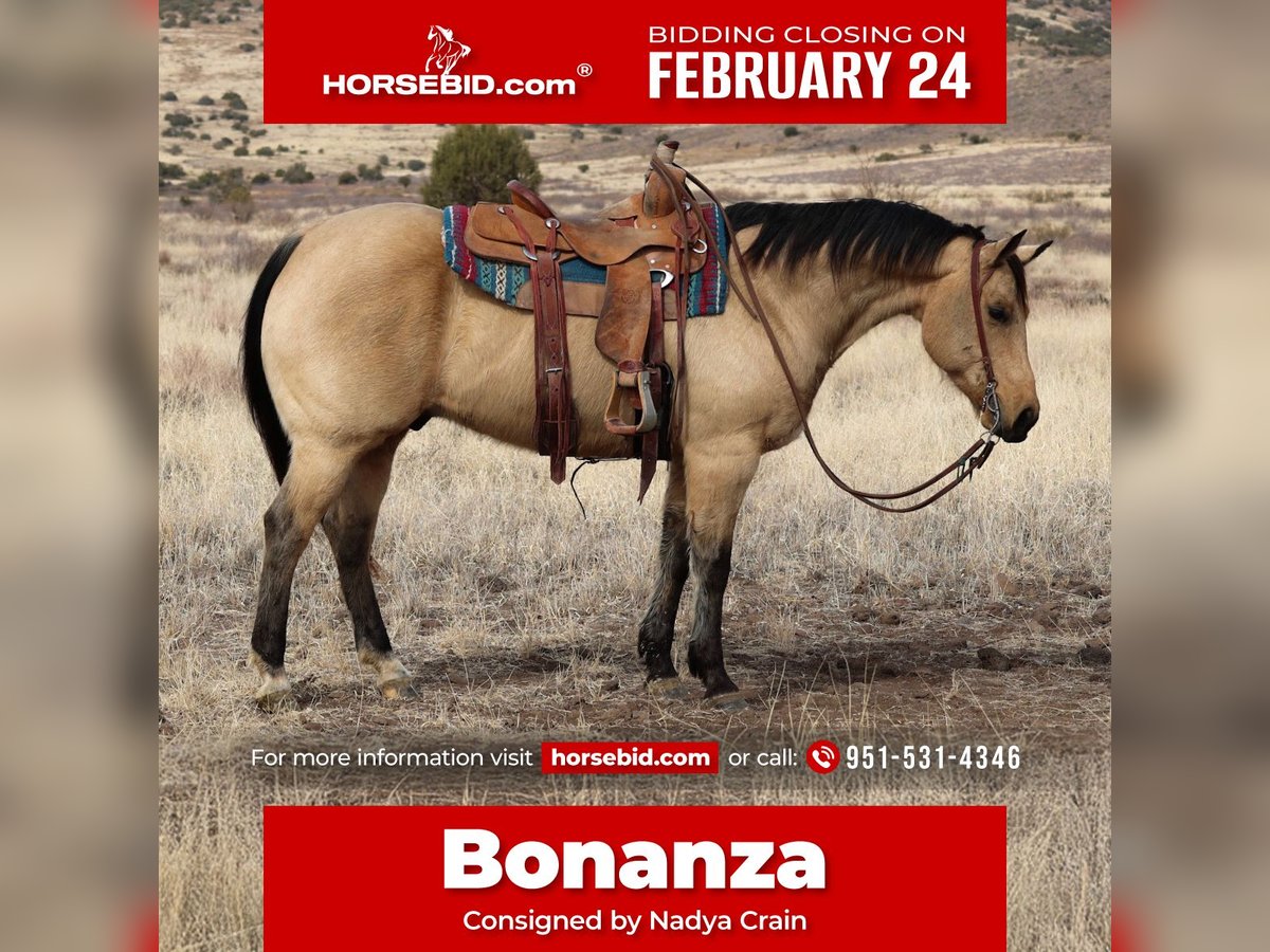 Quarter horse américain Hongre 8 Ans 152 cm Buckskin in Camp Verde, AZ