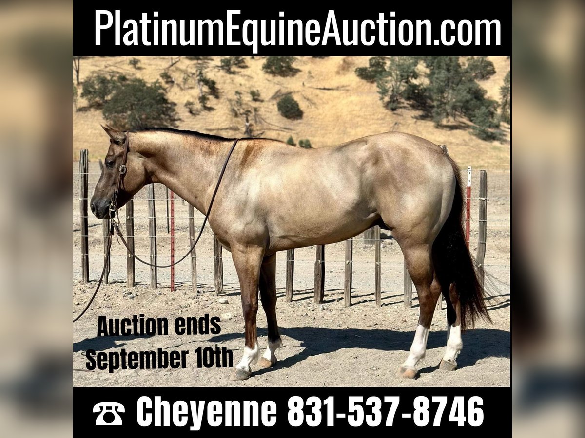 Quarter horse américain Hongre 8 Ans 152 cm Grullo in Bitterwater, CA