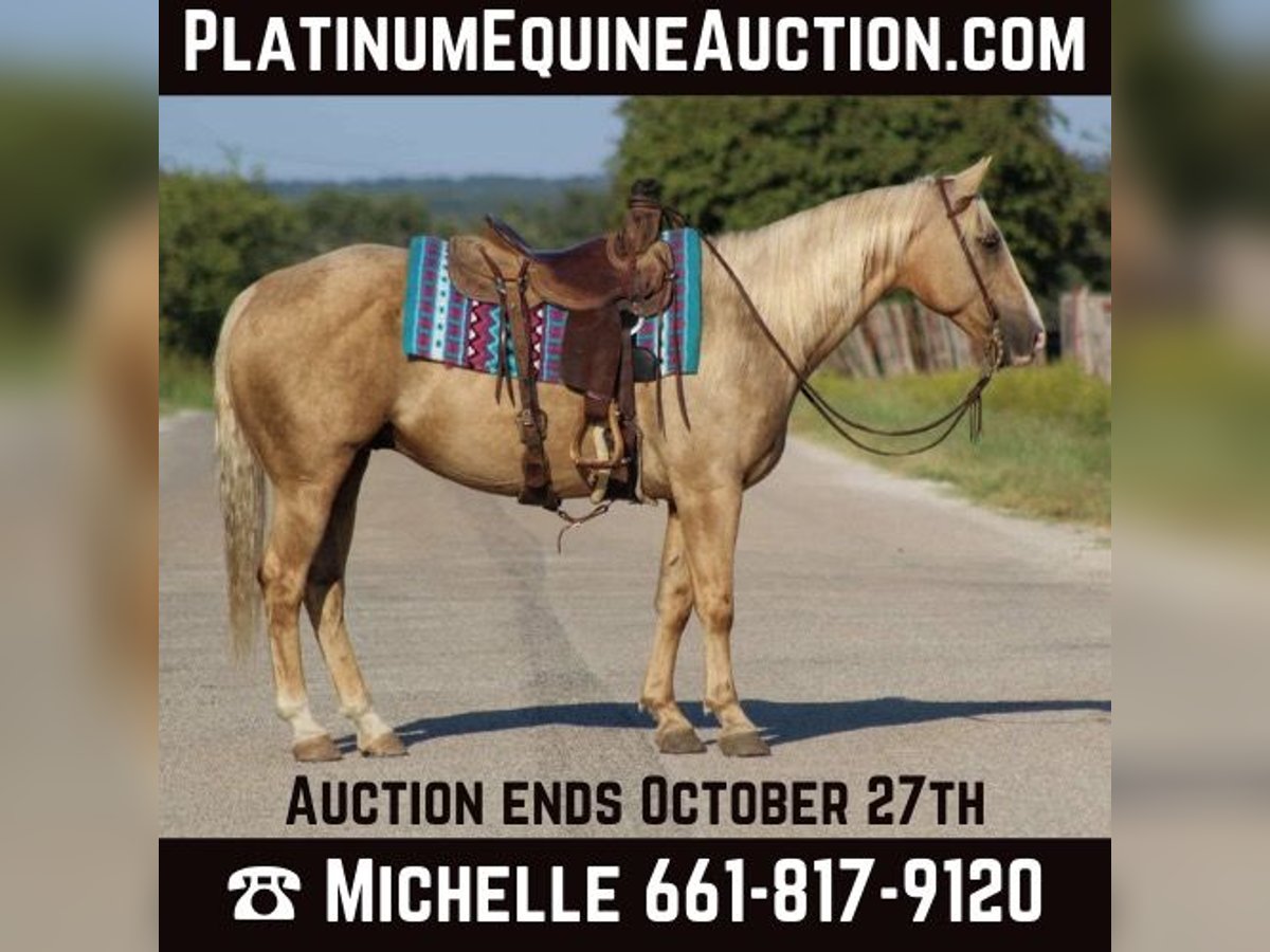 Quarter horse américain Hongre 8 Ans 152 cm Palomino in Stephenvillle TX