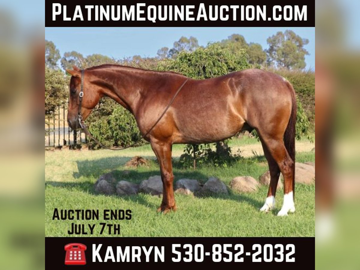 Quarter horse américain Hongre 8 Ans 152 cm Rouan Rouge in Pleasant Grove CA