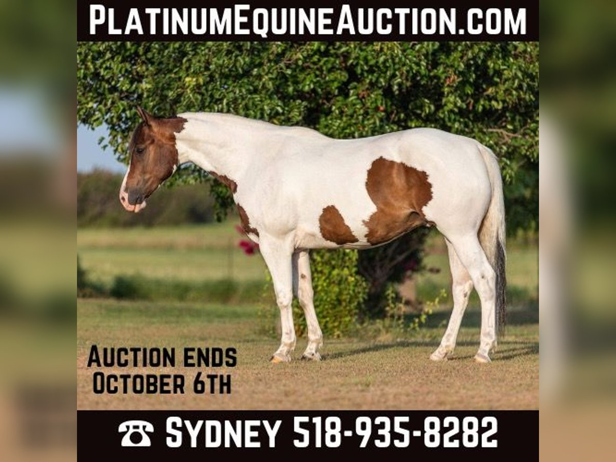 Quarter horse américain Hongre 8 Ans 152 cm Tobiano-toutes couleurs in Granbury TX