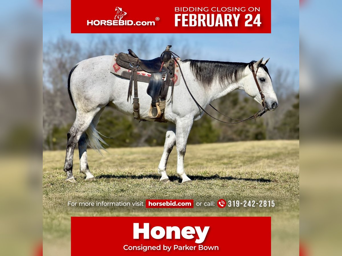 Quarter horse américain Hongre 8 Ans 155 cm Gris in Somerset, KY