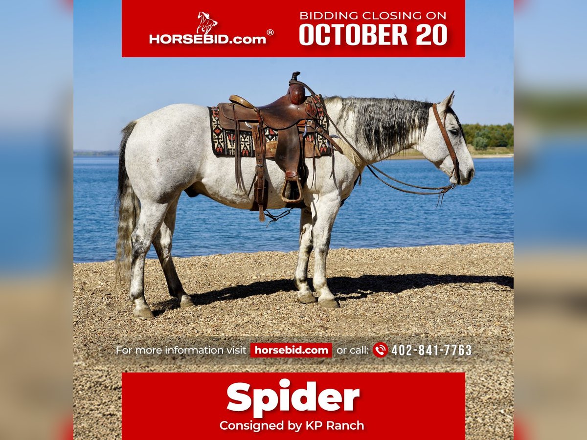 Quarter horse américain Hongre 8 Ans 155 cm Gris in Corsica