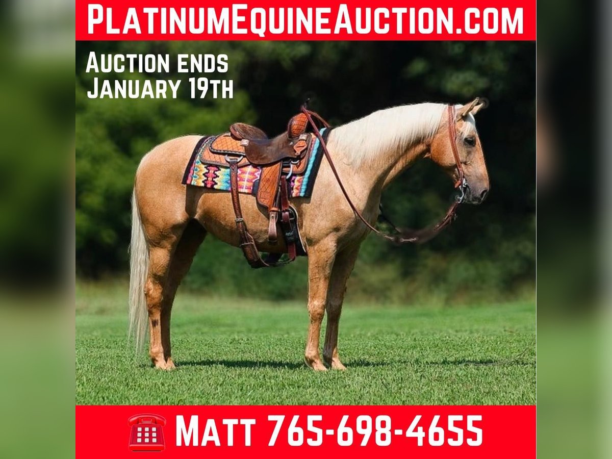 Quarter horse américain Hongre 8 Ans 155 cm Palomino in Brodhead, KY