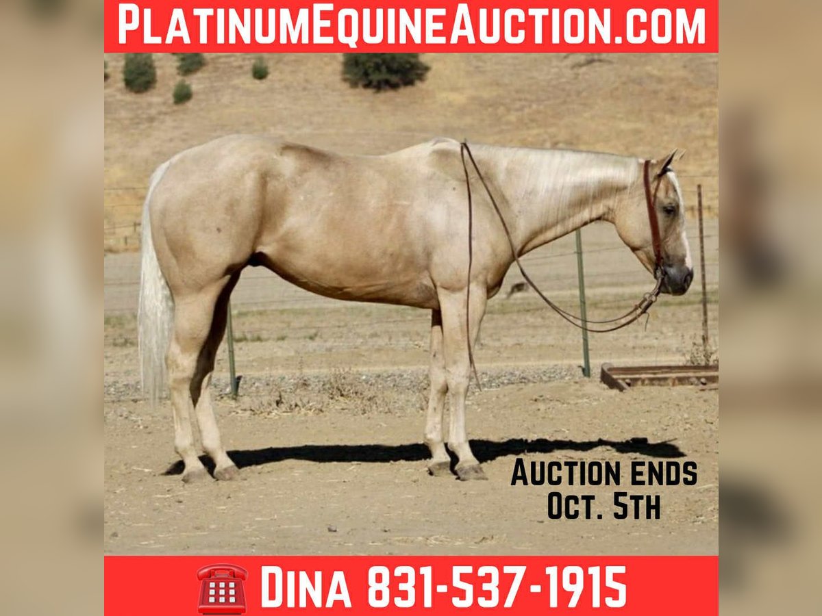 Quarter horse américain Hongre 8 Ans 155 cm Palomino in Paicines CA
