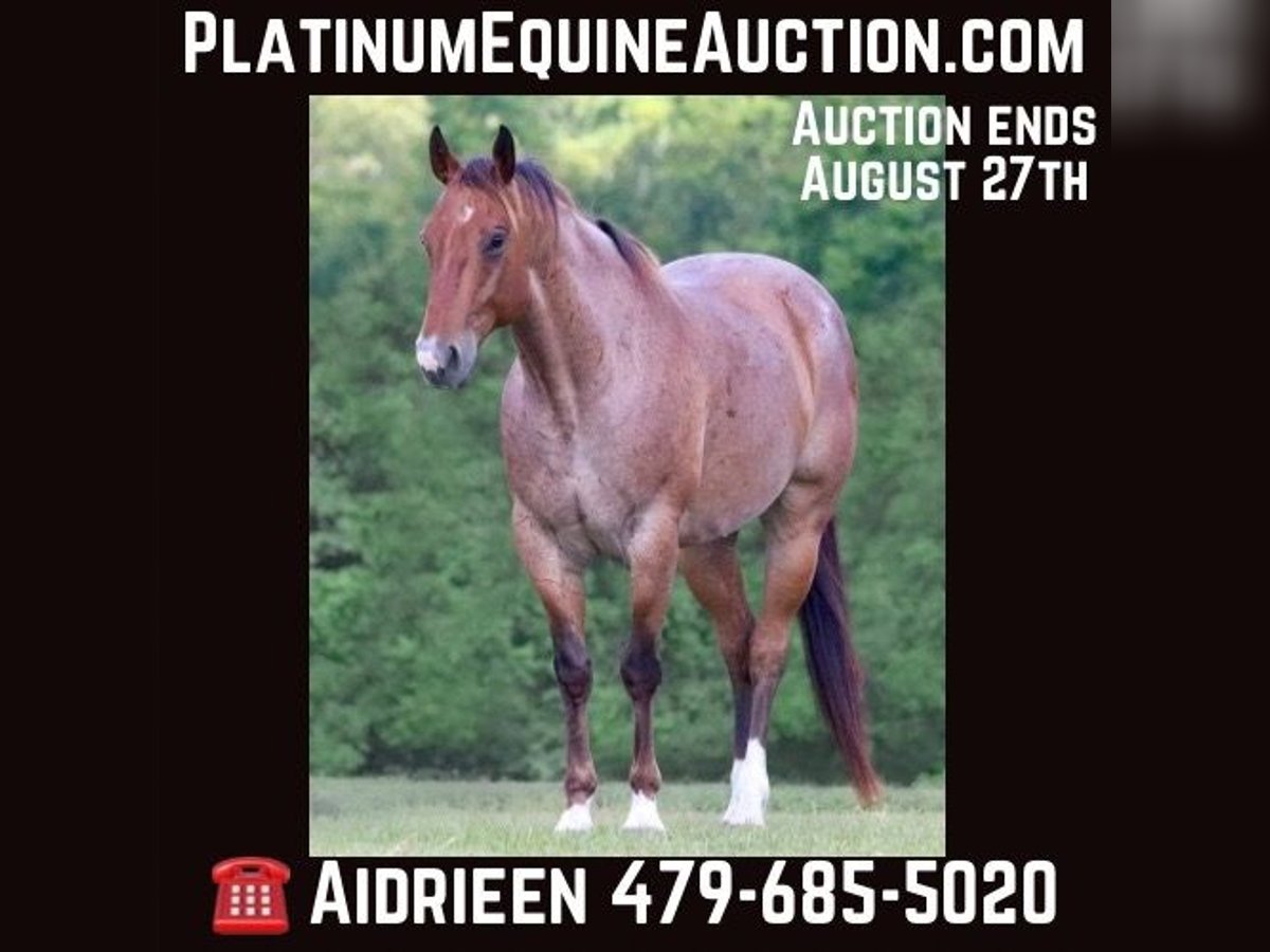 Quarter horse américain Hongre 8 Ans 155 cm Roan-Bay in Athens TX