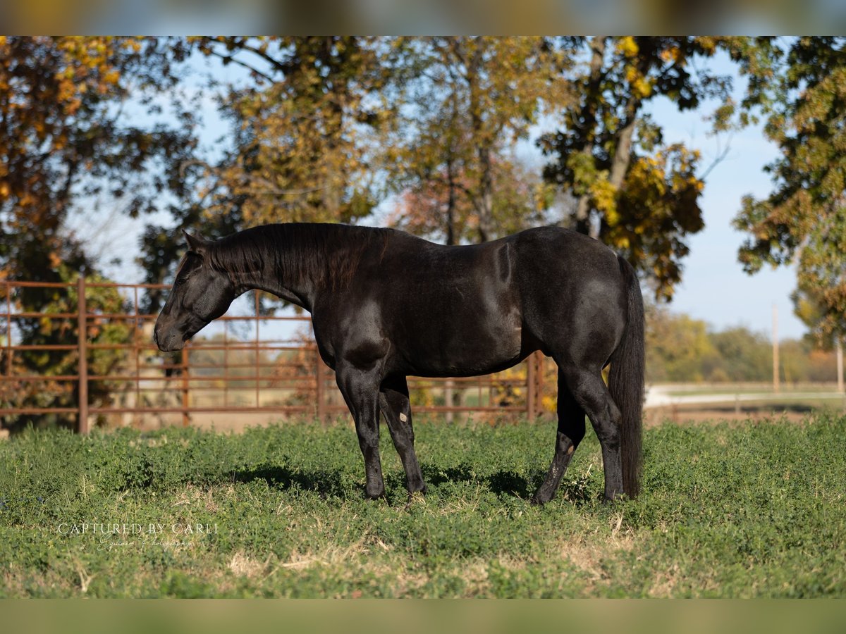 Quarter horse américain Hongre 8 Ans 155 cm Rouan Bleu in Lewistown