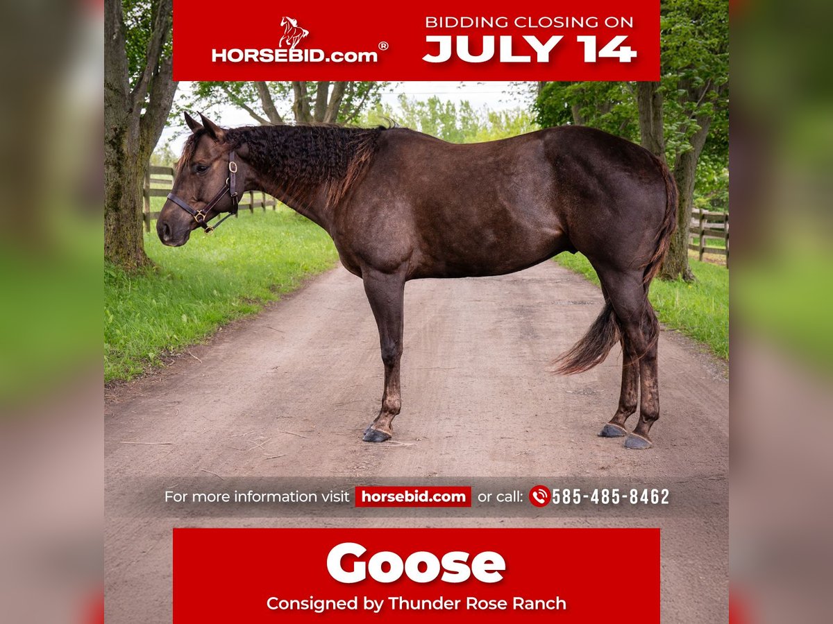 Quarter horse américain Hongre 8 Ans 157 cm Alezan brûlé in Fairport, NY