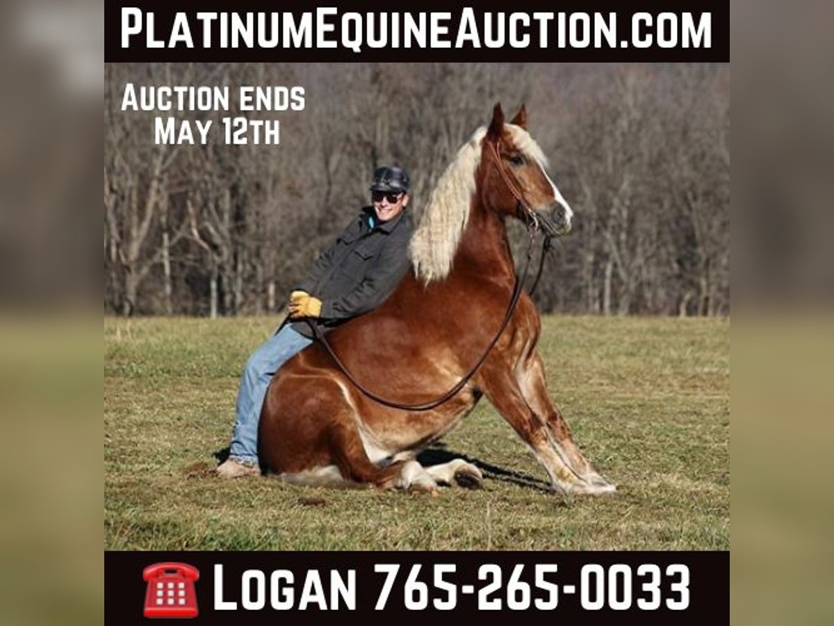 Quarter horse américain Hongre 8 Ans 157 cm Alezan cuivré in Level Green Ky