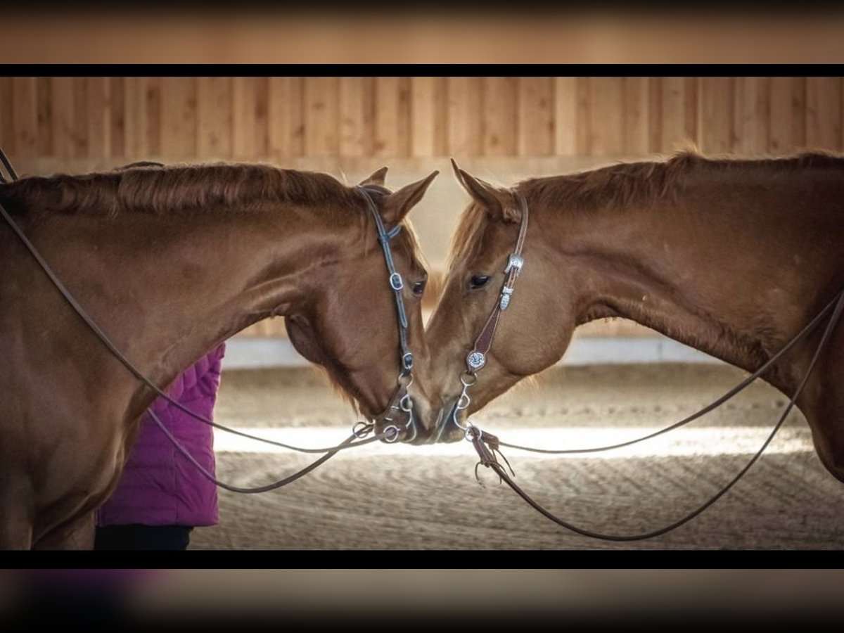 Quarter horse américain Hongre 8 Ans 165 cm Alezan in Grenzach-Wyhlen