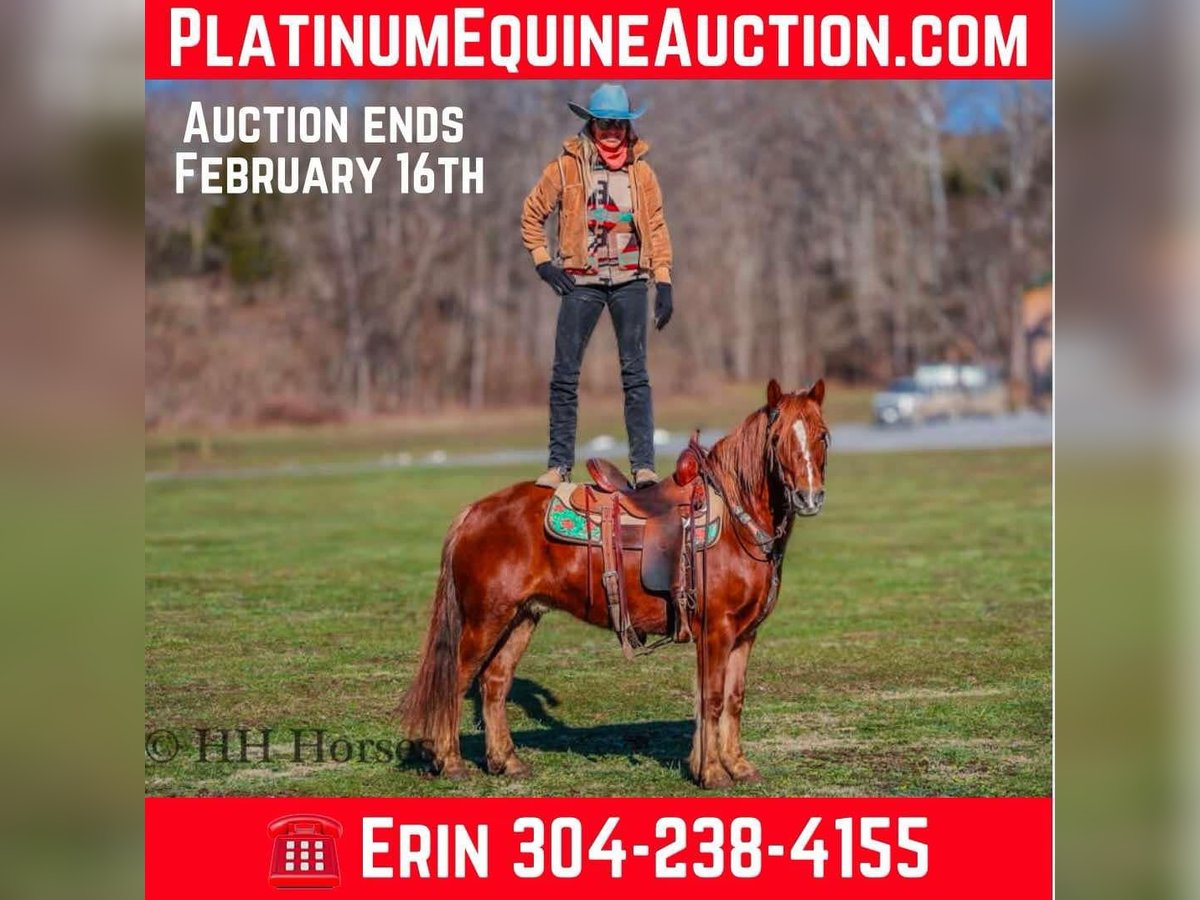 Quarter horse américain Hongre 8 Ans Alezan brûlé in flemingsburg Ky