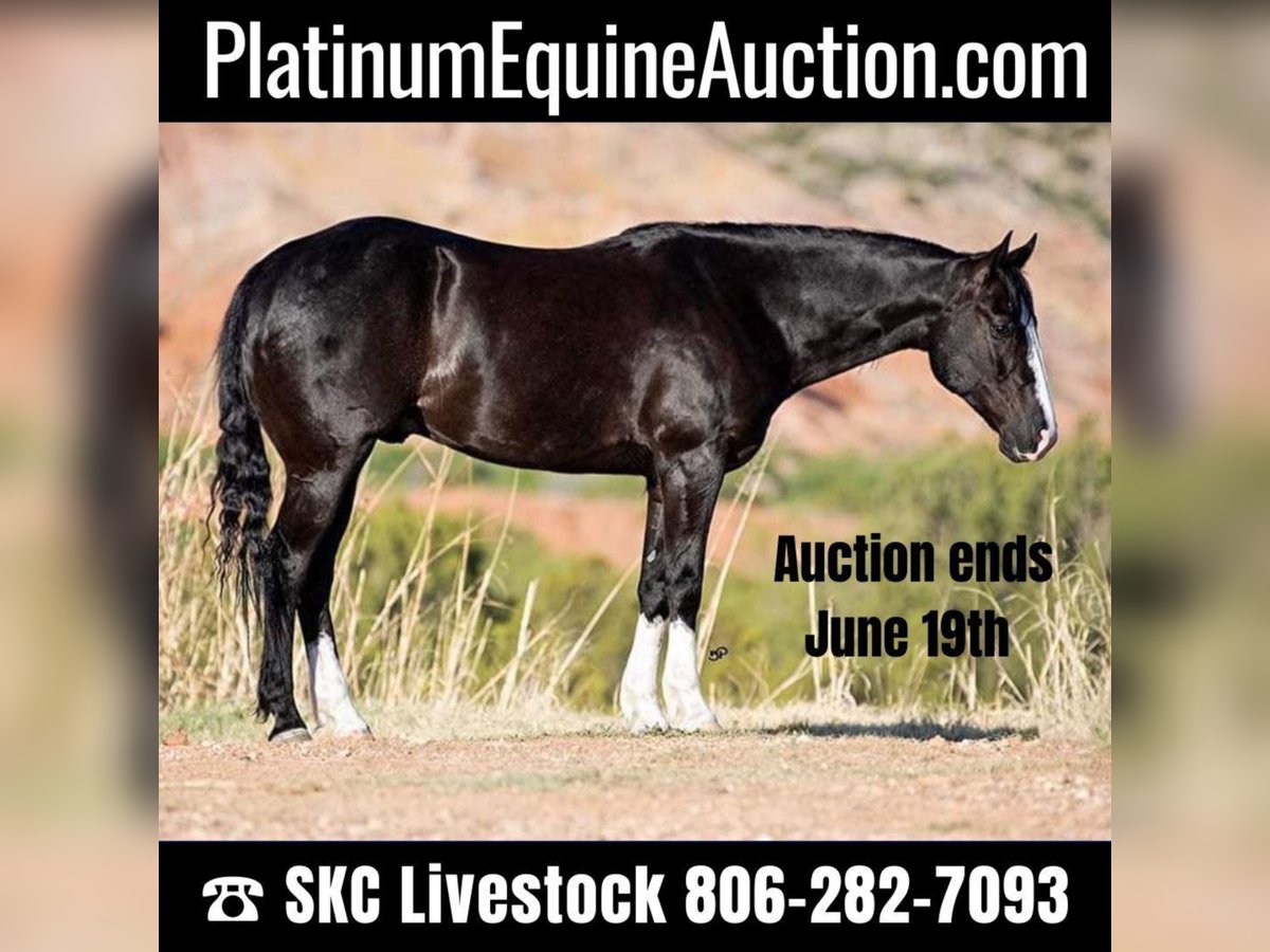 Quarter horse américain Hongre 8 Ans Bai cerise in Canyon TX