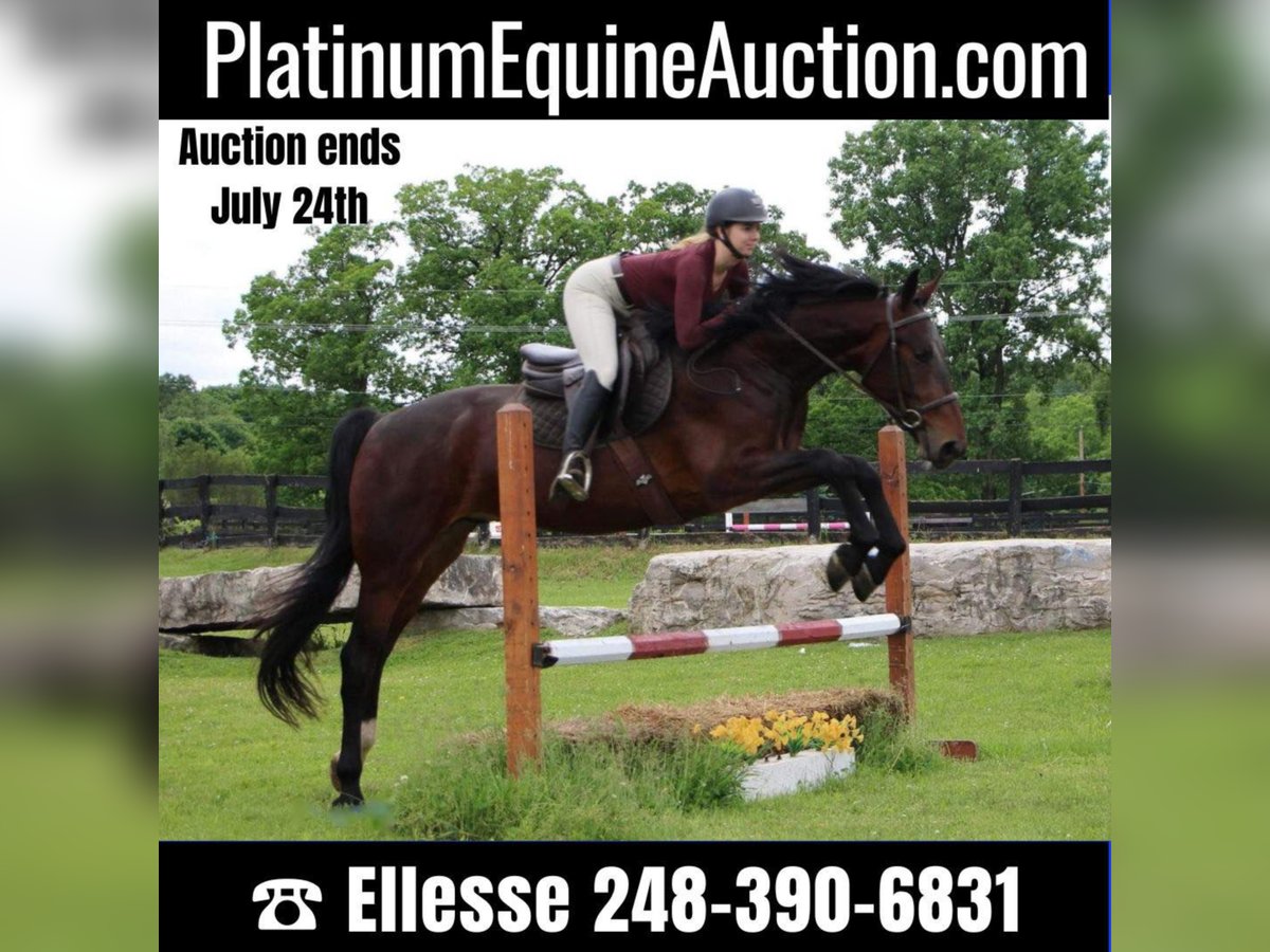 Quarter horse américain Hongre 8 Ans Bai cerise in Highland MIchigan