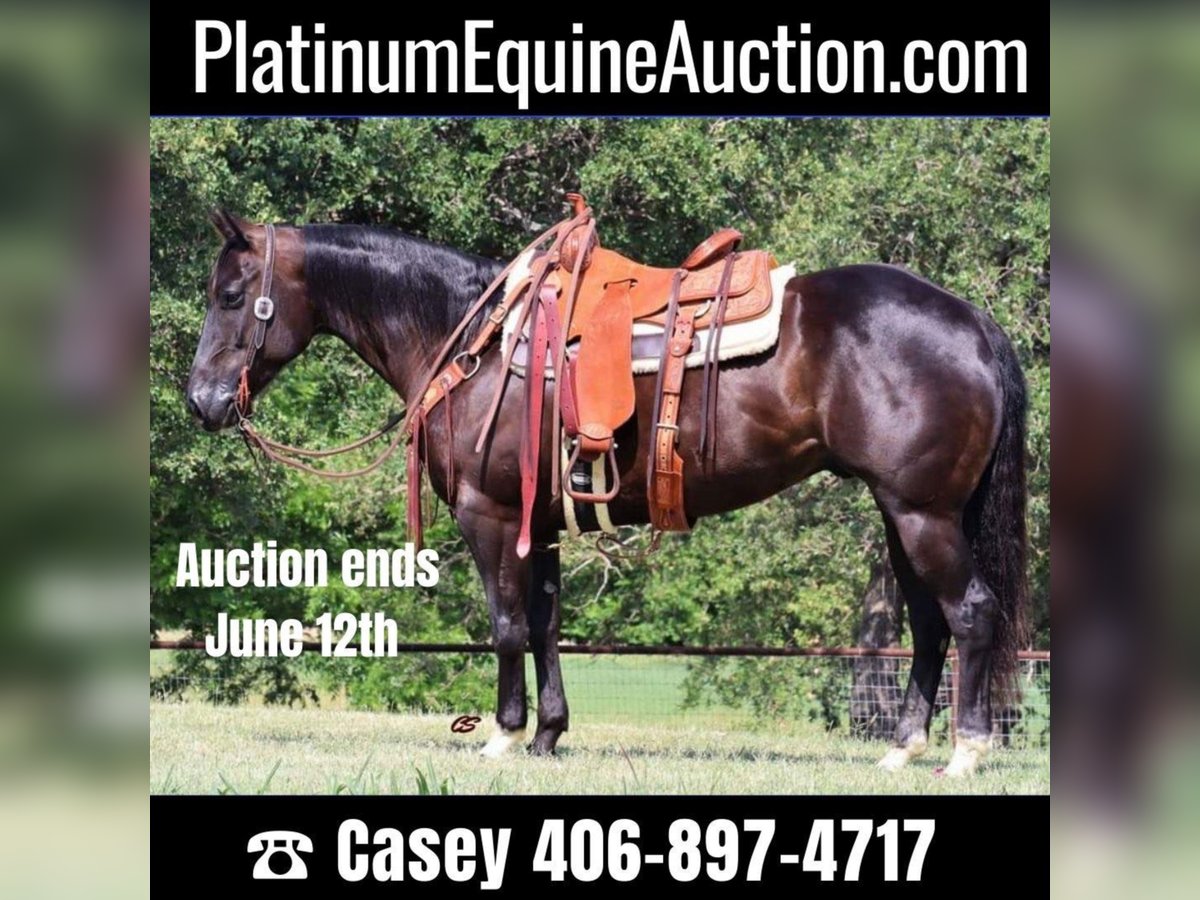 Quarter horse américain Hongre 8 Ans Bai cerise in jacksboro TX