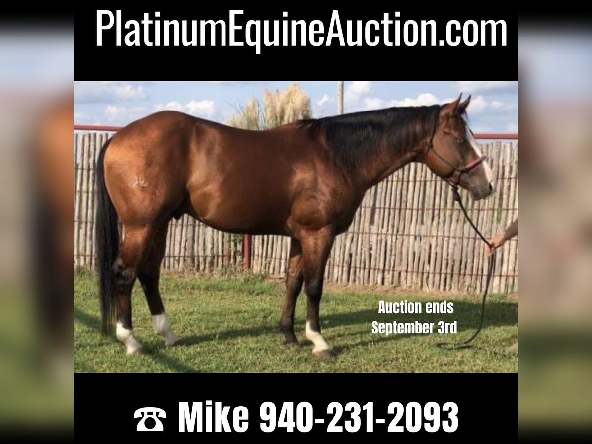 Quarter horse américain Hongre 8 Ans Bai cerise in OAKLEY, UT