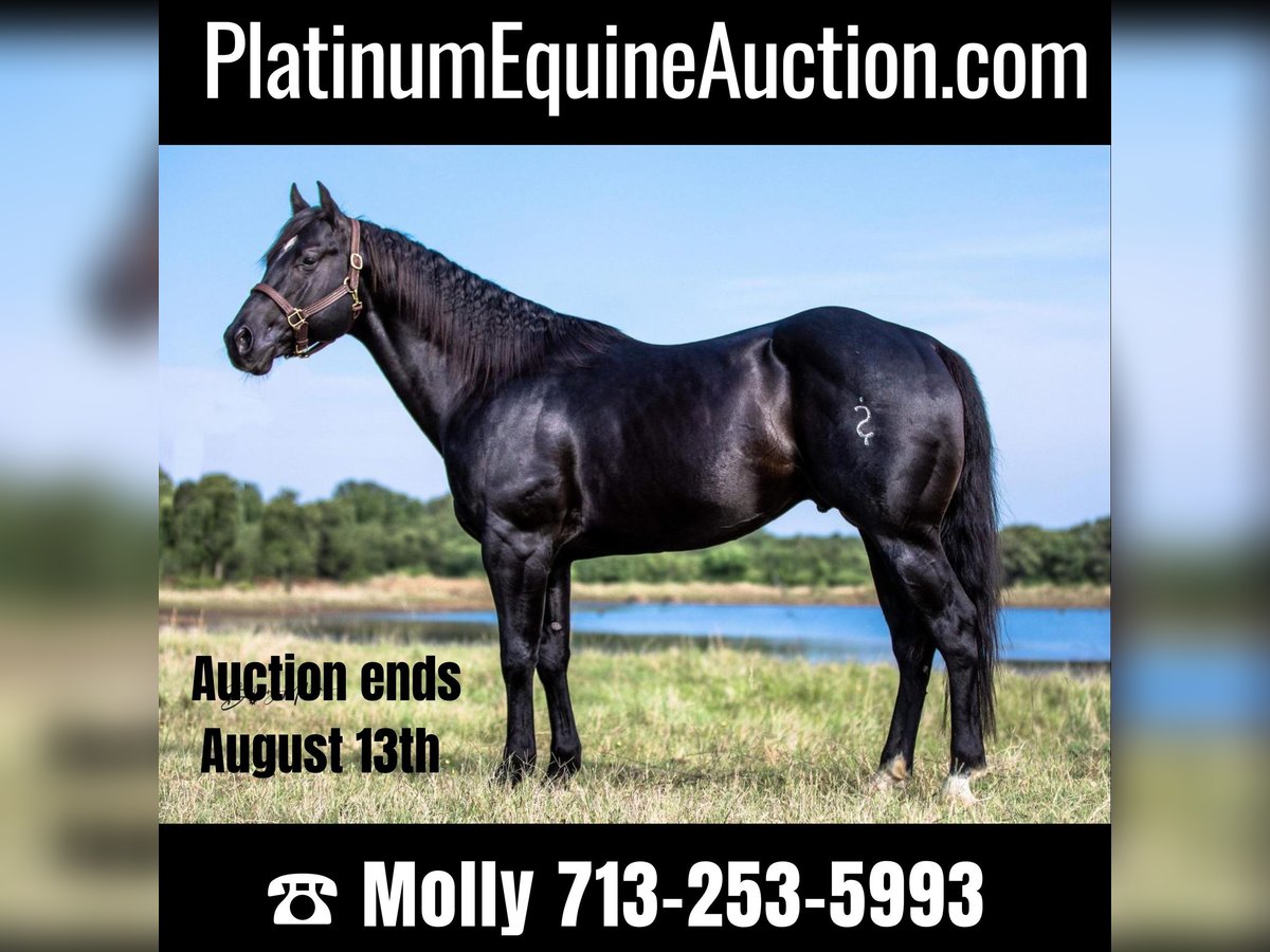 Quarter horse américain Hongre 8 Ans Noir in Coldspring TX