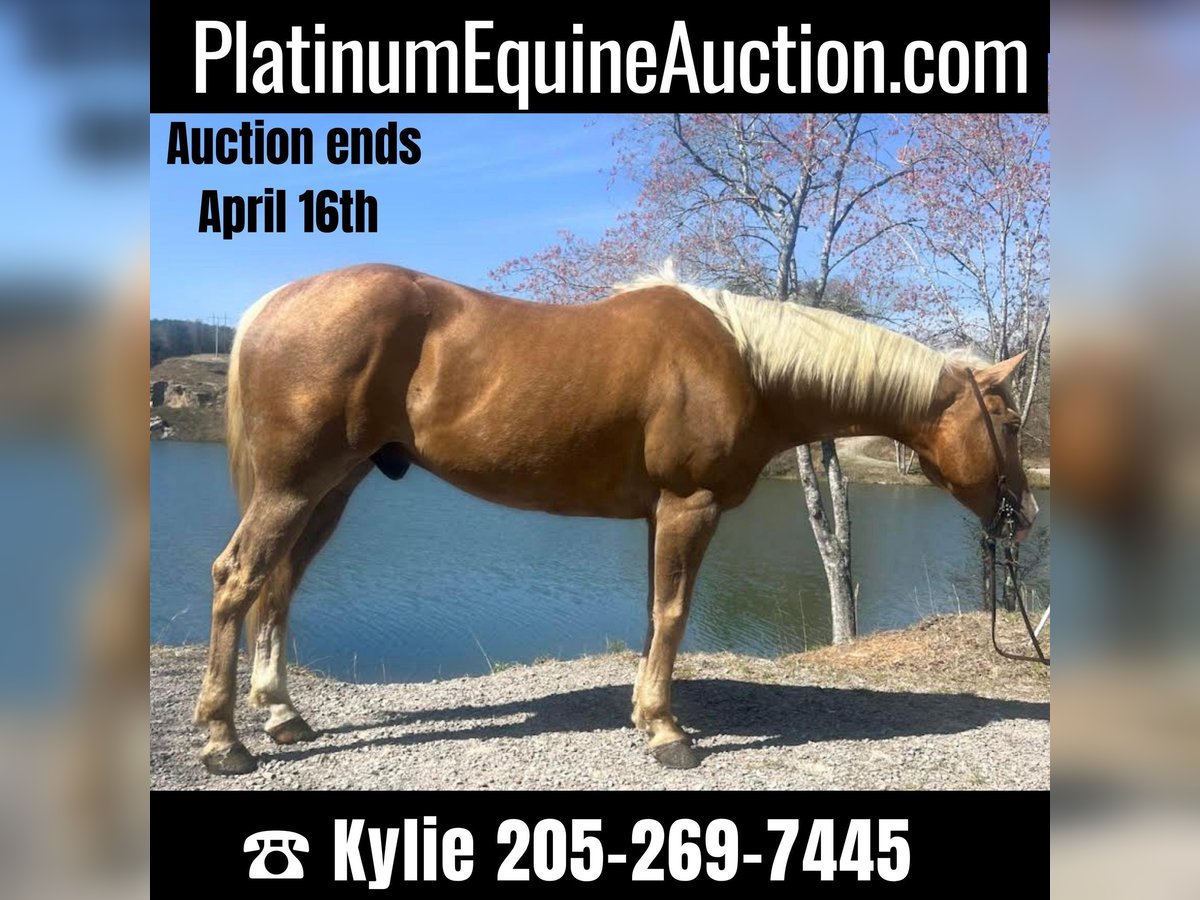 Quarter horse américain Hongre 8 Ans Palomino in Haleyville Al