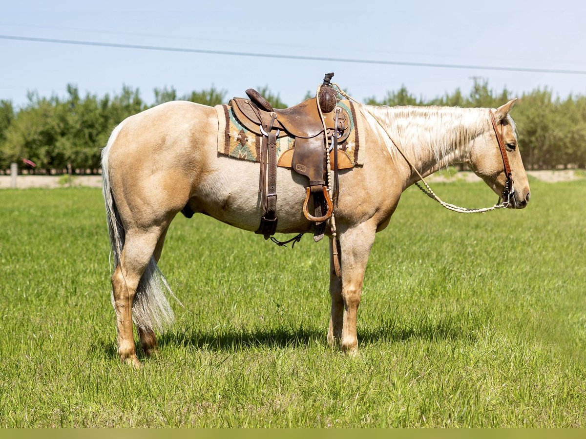 Quarter horse américain Hongre 8 Ans Palomino in Waterford, CA