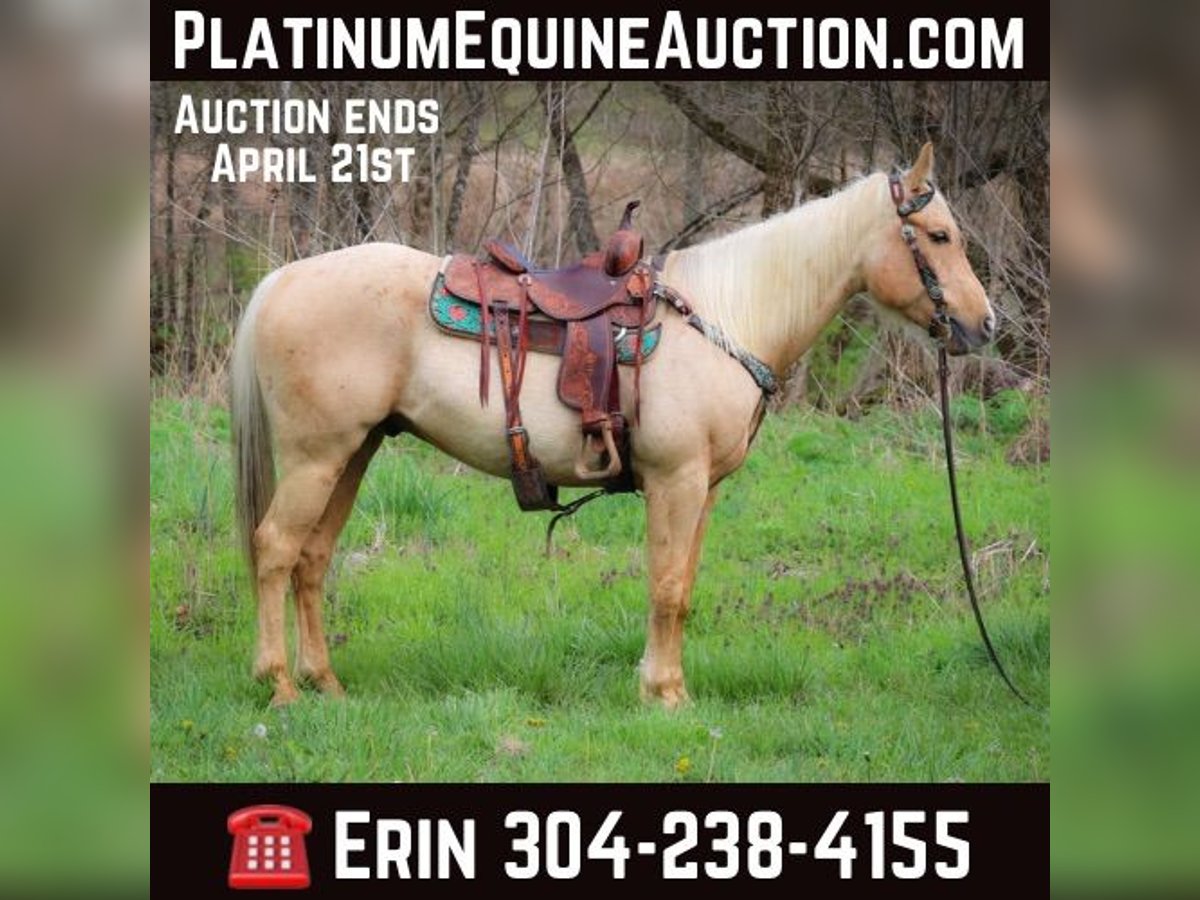 Quarter horse américain Hongre 8 Ans Palomino in Flemingsburg KY