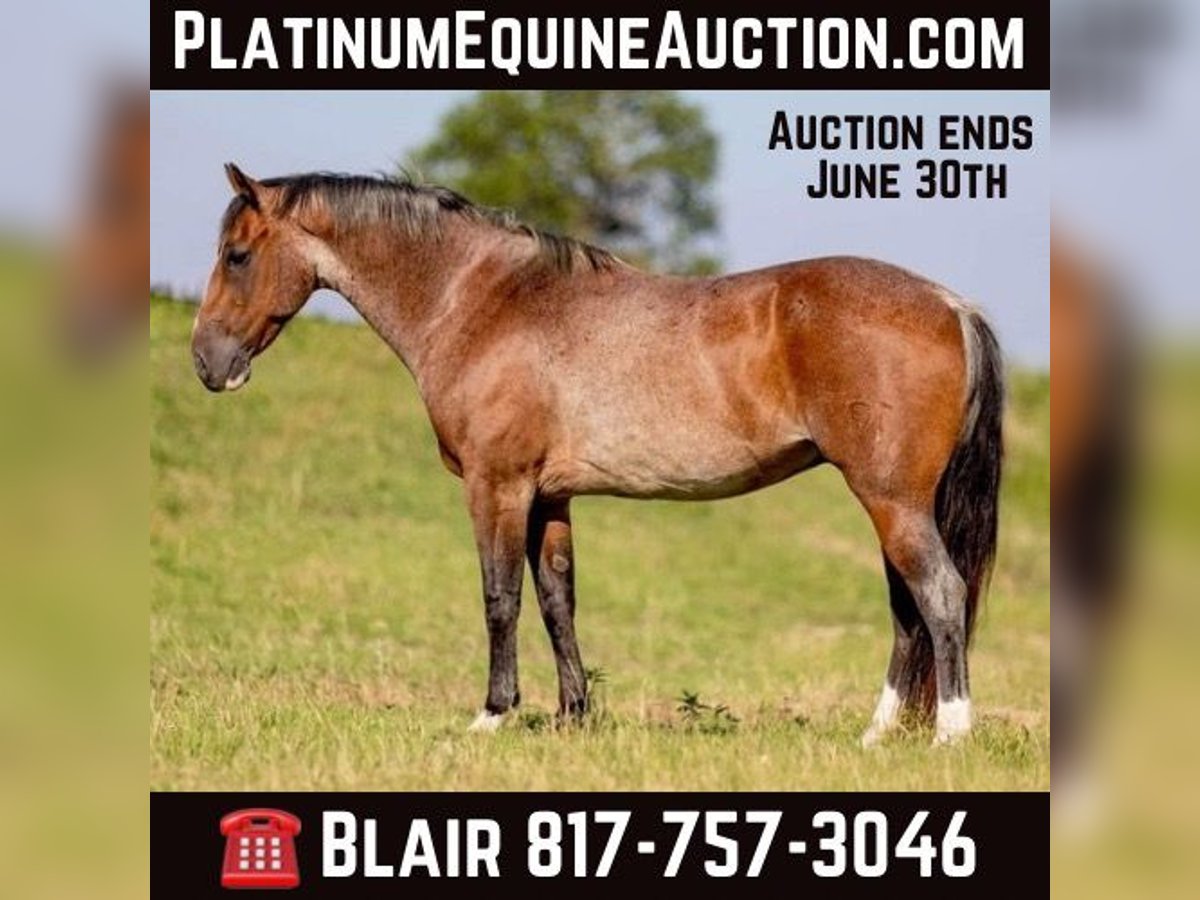 Quarter horse américain Hongre 8 Ans Roan-Bay in WEATHERFORD, TX